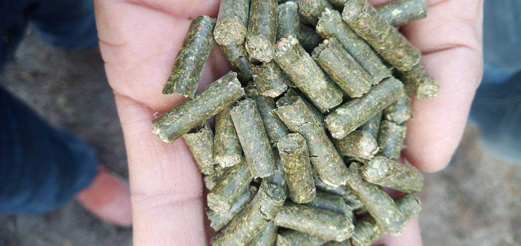 豆粕玉米价格持续回调，养猪成本下降后盈利还远吗？